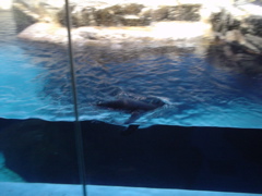 A Penguin Swims (Surface)