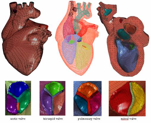 Heart 
Model with Valves