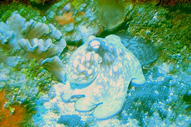 Roatan Octopus