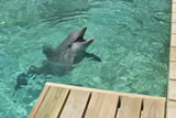 Roatan Dolphin #2