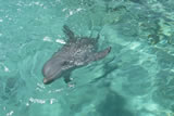 Roatan Dolphin