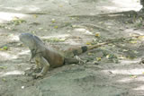Roatan Lizard