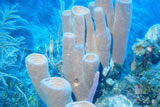 Roatan Sponges