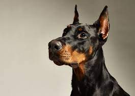 doberman 
