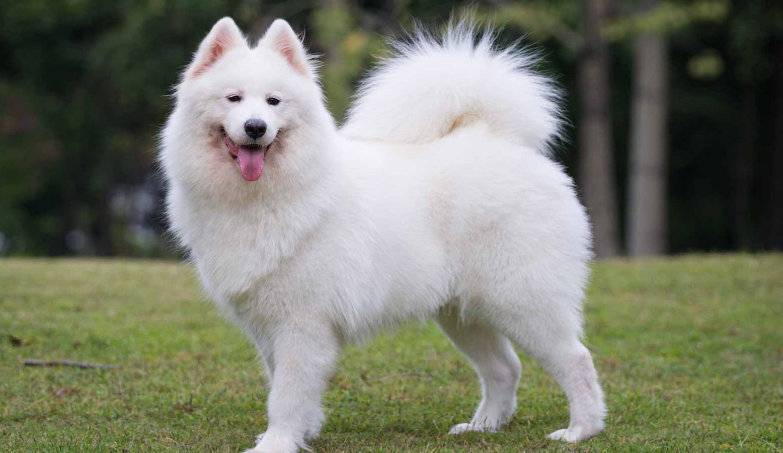 Samoyed