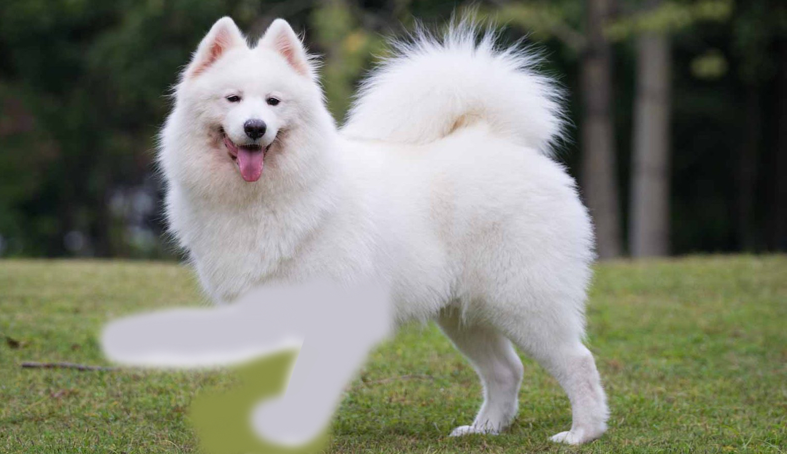 Samoyed