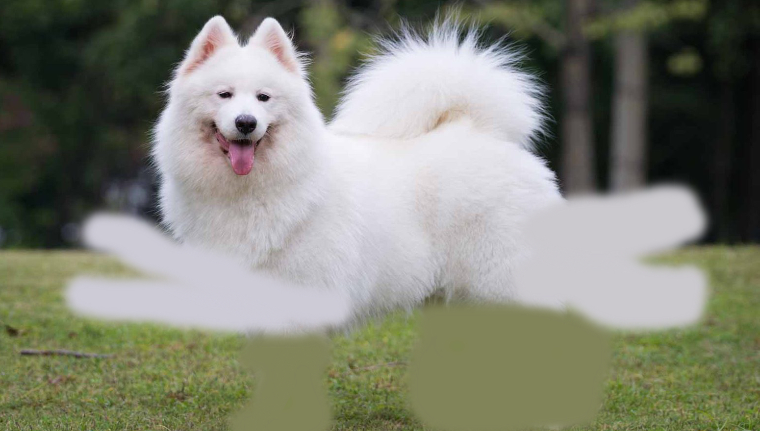 Samoyed