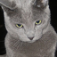 No description has been provided for this image