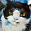 No description has been provided for this image