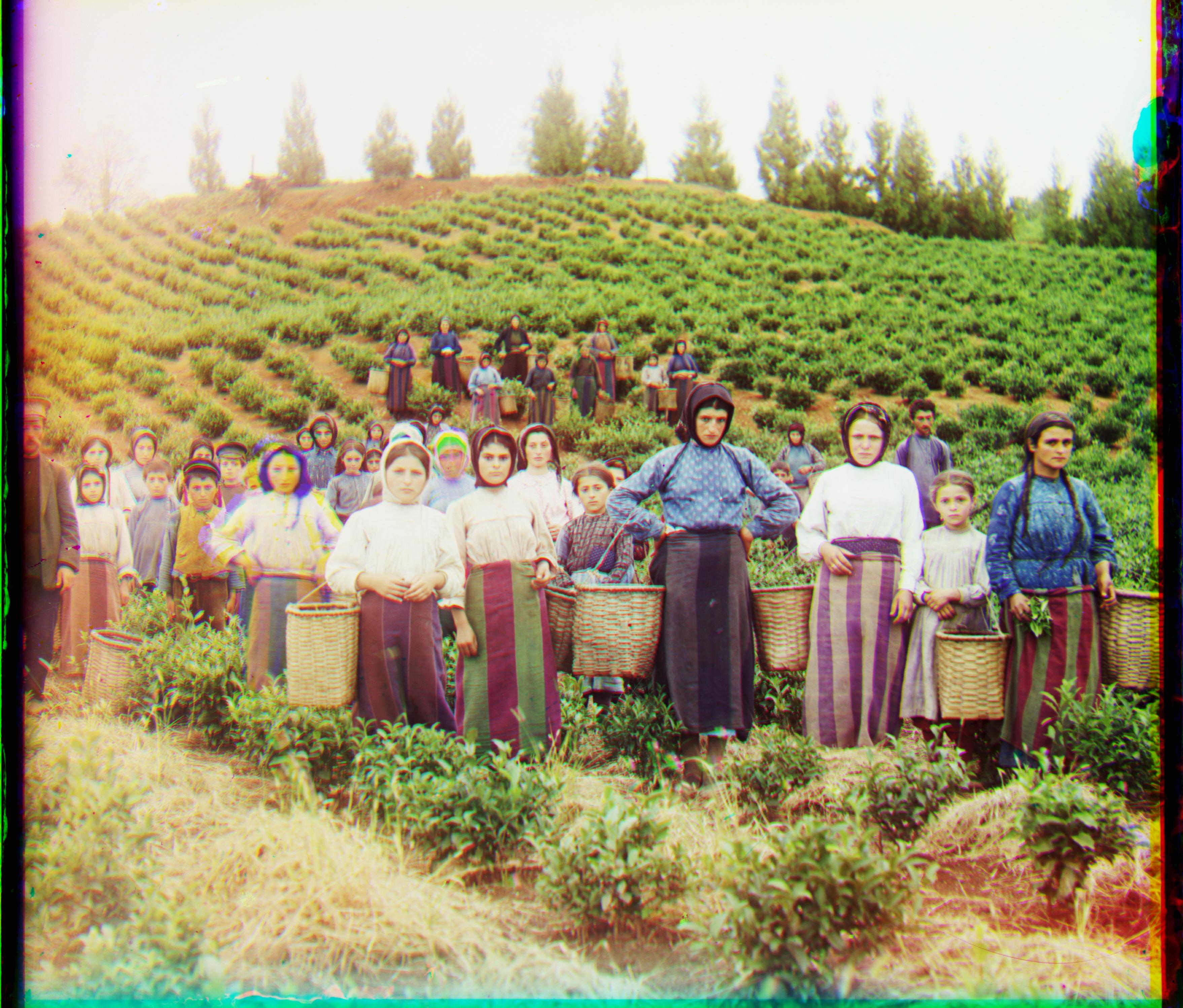 Harvesters tif