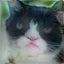 No description has been provided for this image