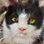 No description has been provided for this image
