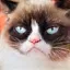/src/assets/assgn5/l1_tests/1_stylegan_w+_0.2_0.8_1000.png
