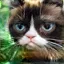 /src/assets/assgn5/l1_tests/2_stylegan_w+_0.2_0_1000.png