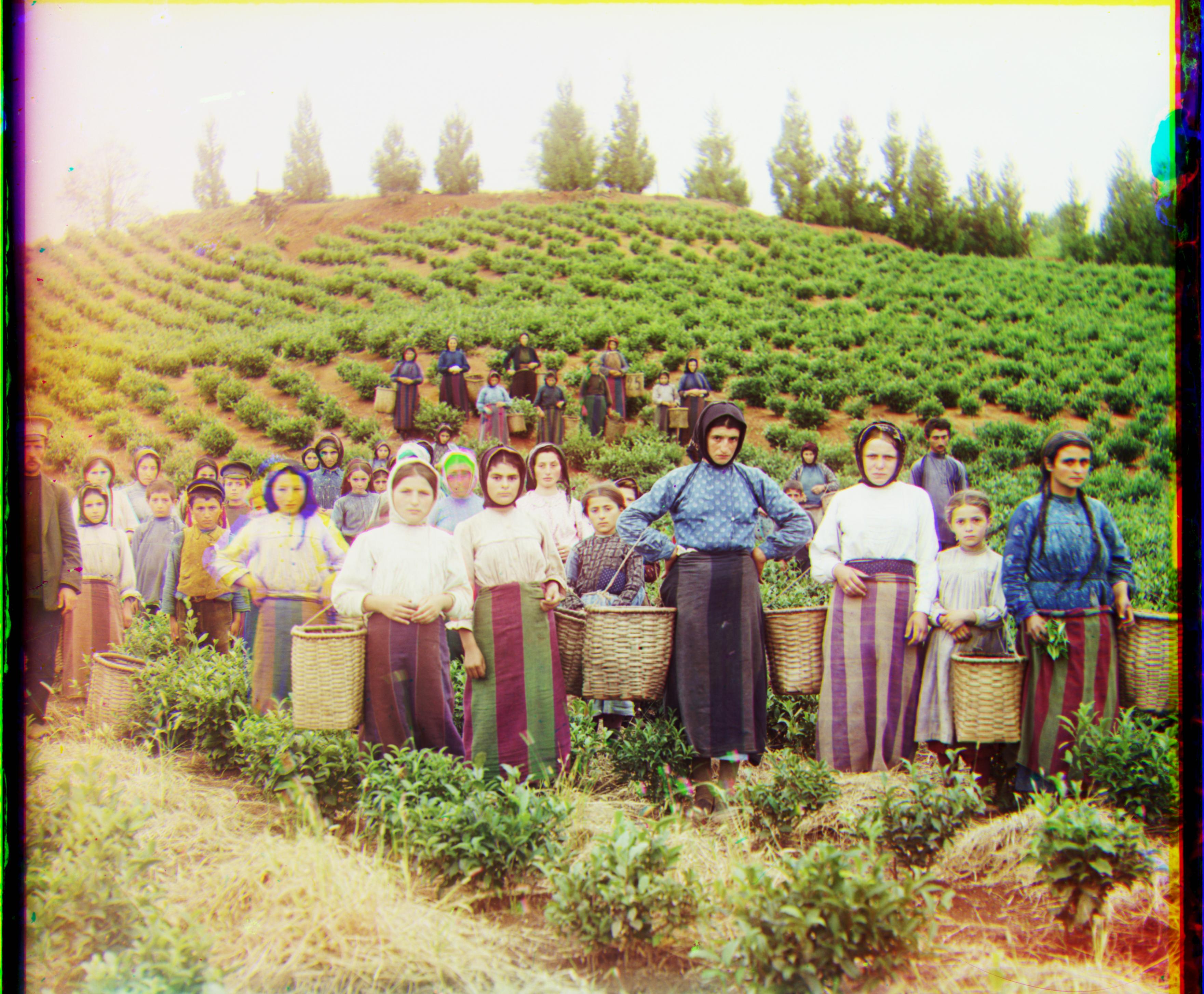 Harvesters