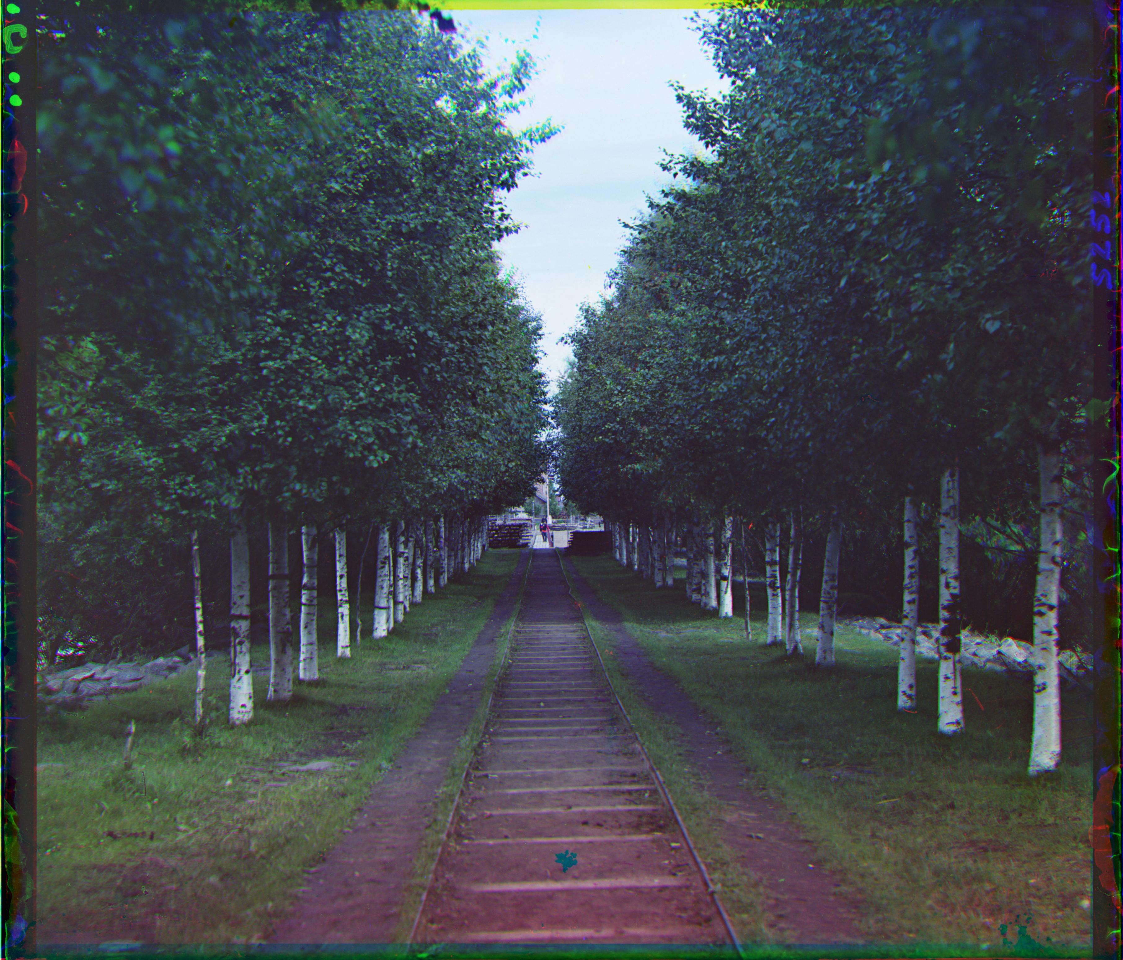 Trees