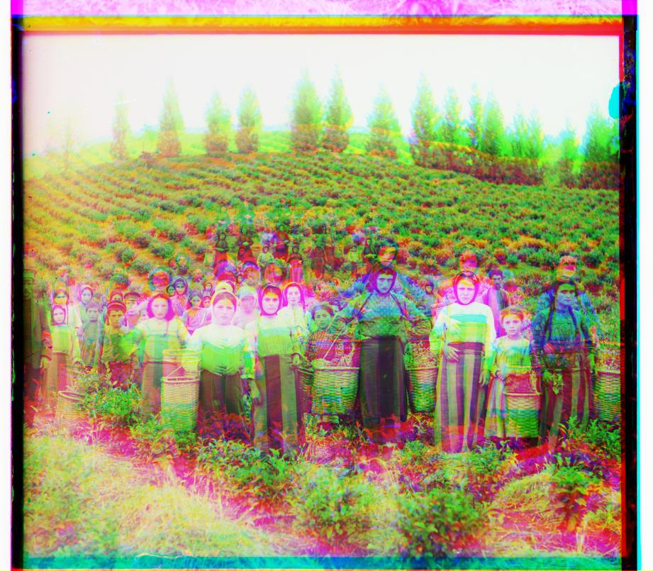 harvesters image