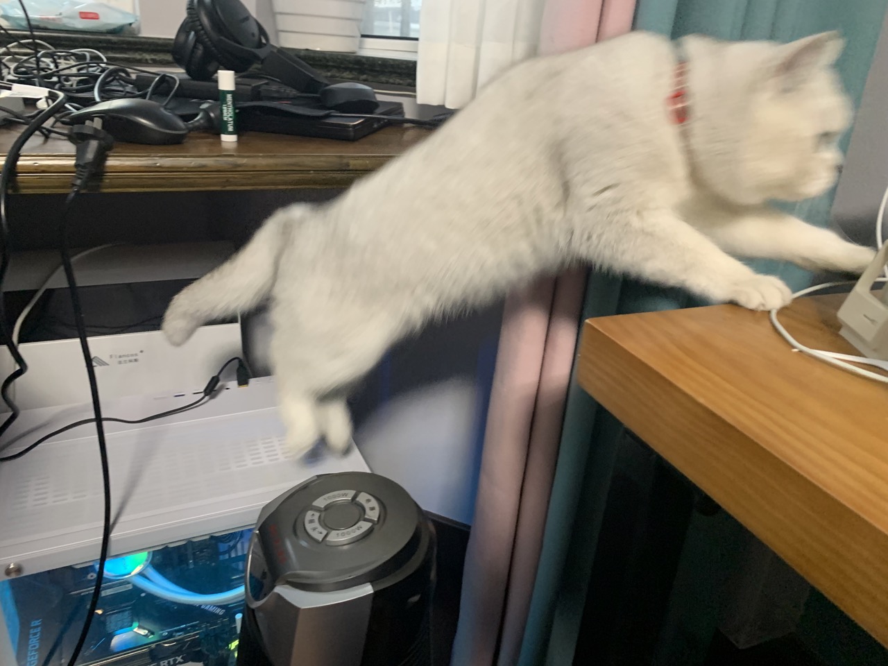 cat2