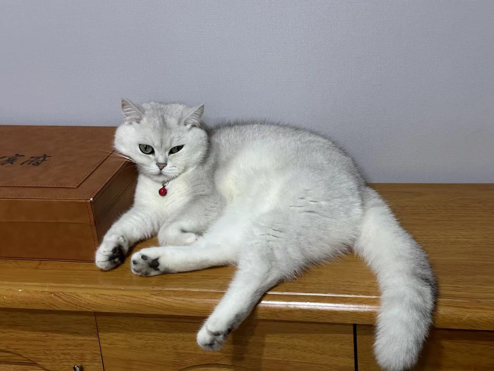 cat3