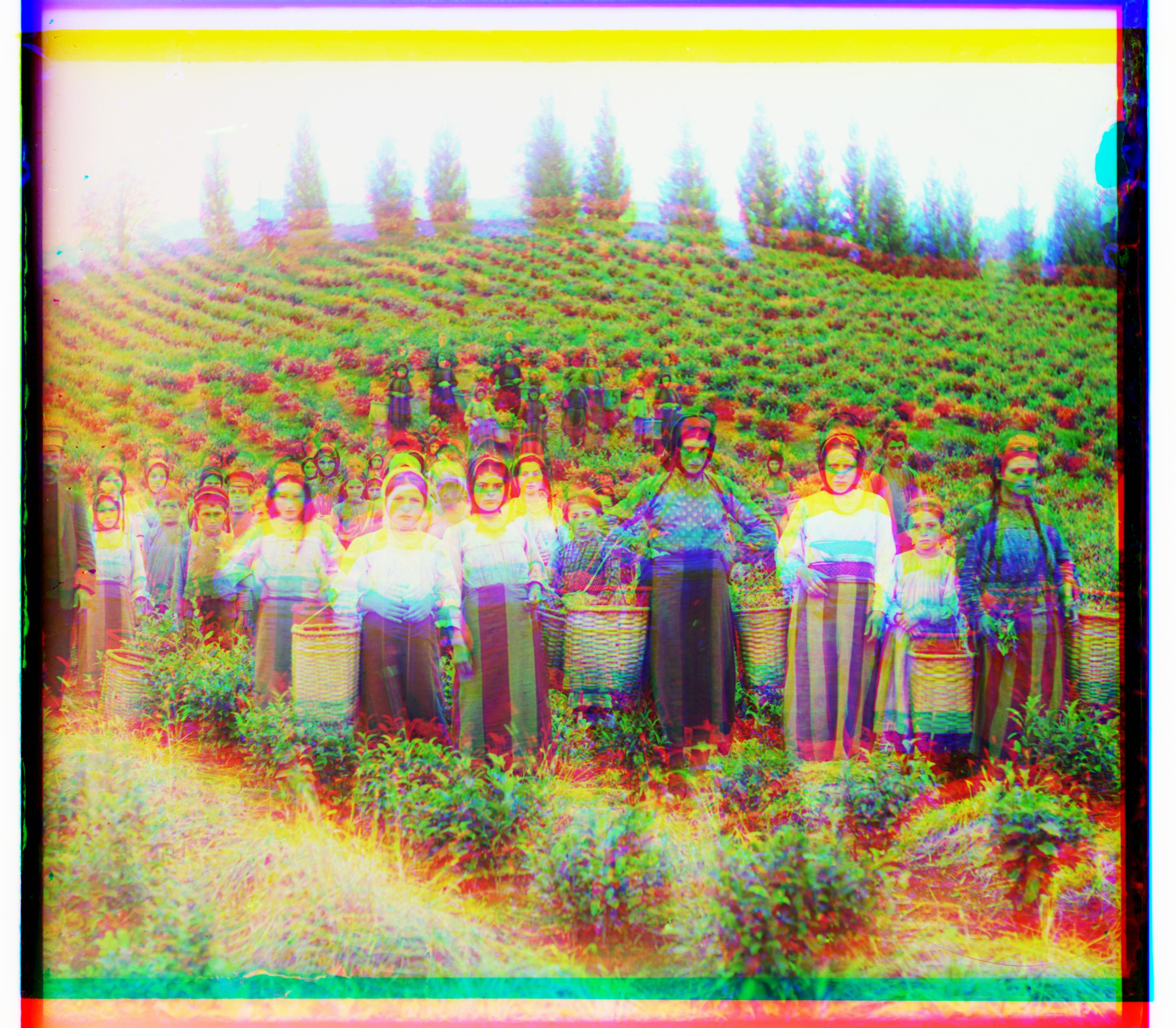 harvesters pyr