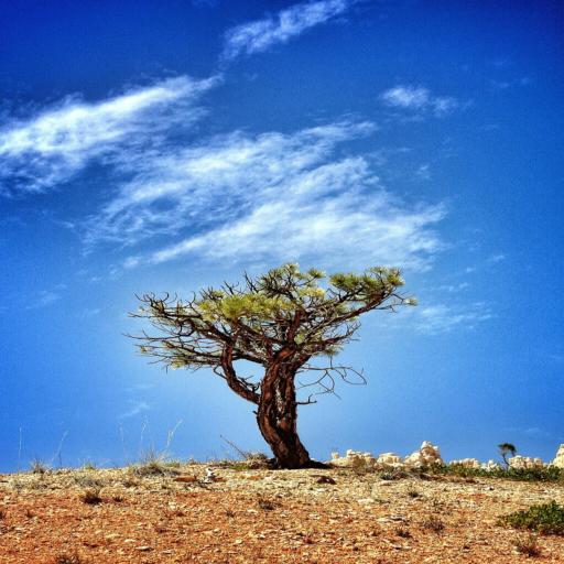 tree