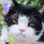 Original Cat