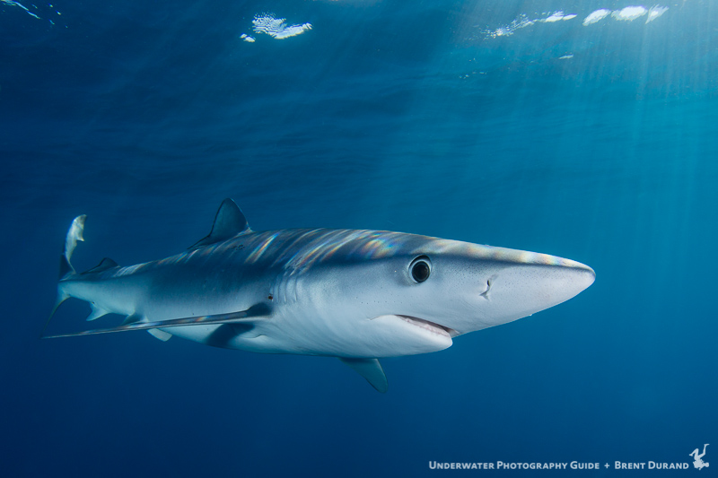 Image of Shark Underwater