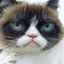 Cat Image #1