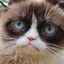 Cat Image #2
