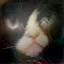 Output Cat Sketch