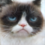 Reconstructed Cat Image