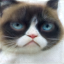 Reconstructed Cat Image