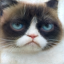 Reconstructed Cat Image
