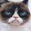Reconstructed Cat Image