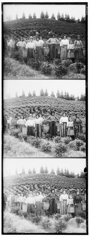 harvesters.jpg