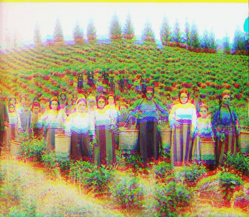test_10_Harvesters_NCC_Crop.gif