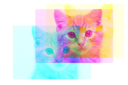 test_4_Cat_Same.np_roll.gif
