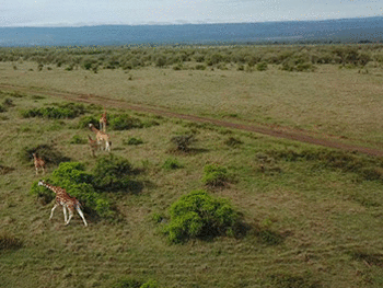 safari.gif