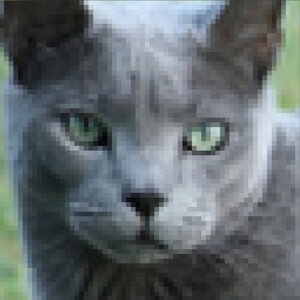 cat.jpg