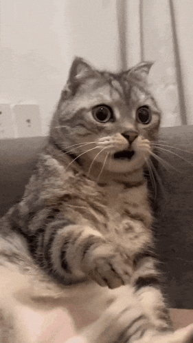 Funny cat GIF
