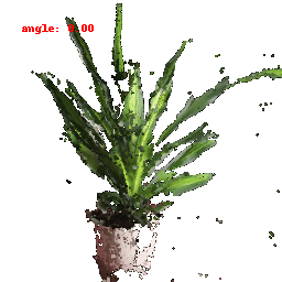 plant