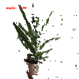 plant