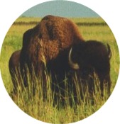 bison on prairie