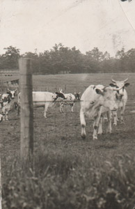 Glen Almus cows