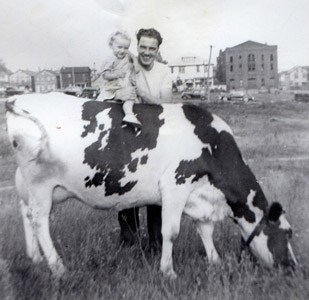 Cow eating clover, 1941