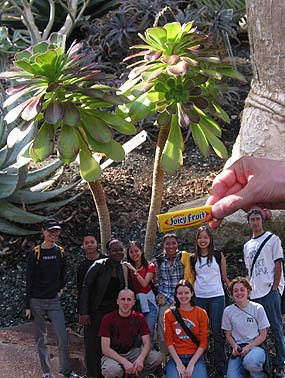 032groupBotanicalGardenTreesGum