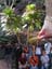 032groupBotanicalGardenTreesGum
