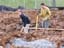231alexisDougShoveling