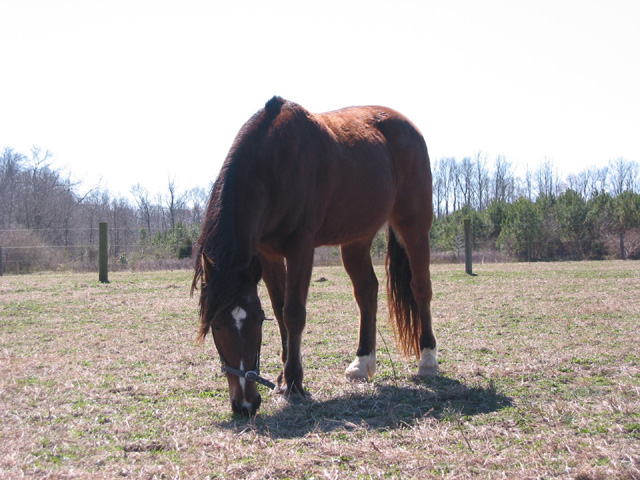 cc2004_3_12_1227_horse