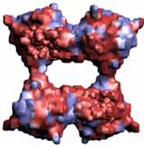 mAChE(1C2B) Potential